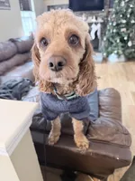 Expected litter, a  Cockapoo for sale in Clarks Summit, PA – Photo 3 of 6