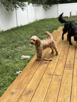 Expected litter, a  Cockapoo for sale in Clarks Summit, PA – Photo 2 of 6