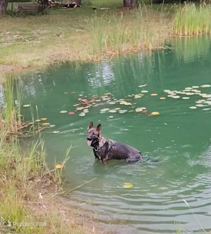 Rex – German Shepherd Dog puppy for sale in Corry, PA