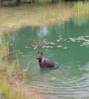 Rex, a male German Shepherd Dog for sale in Corry, PA – 1 of 4