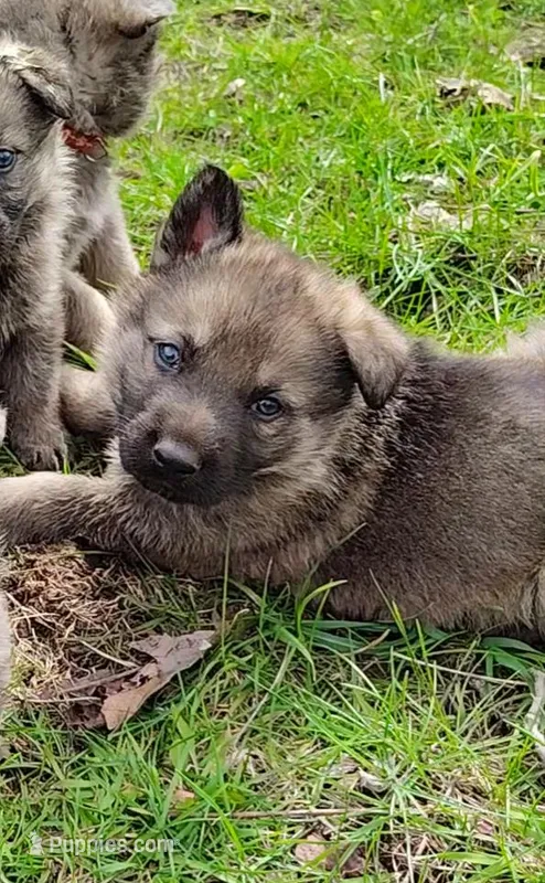 Chewy – German Shepherd Dog puppy for sale in Corry, PA