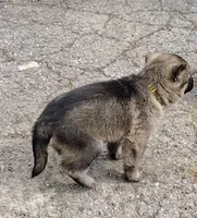Chewy, a male German Shepherd Dog for sale in Corry, PA – Photo 3 of 8