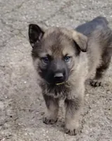 Chewy, a male German Shepherd Dog for sale in Corry, PA – Photo 4 of 8