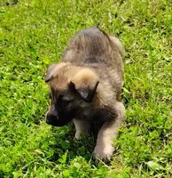 Gemma, a female German Shepherd Dog for sale in Corry, PA – 4 of 4