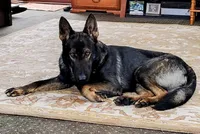 Percy, a male German Shepherd Dog for sale in Corry, PA – 3 of 4