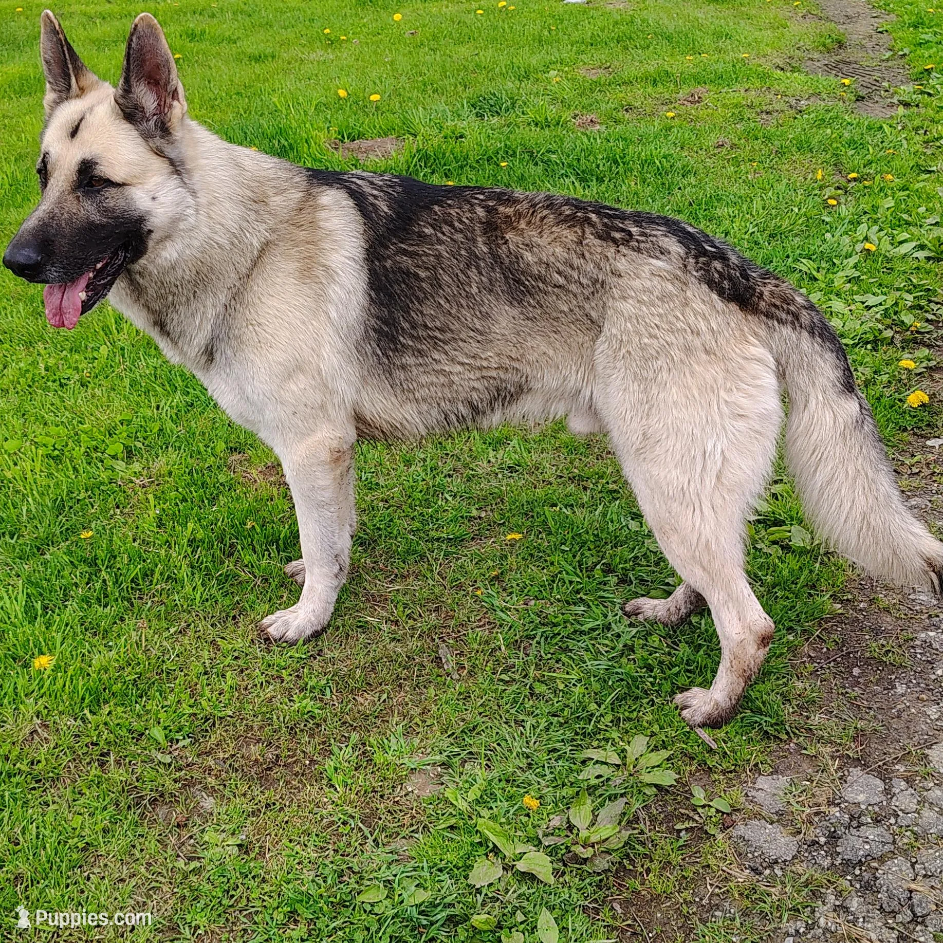 Drax, a male German Shepherd Dog for sale in Corry, PA – Photo 4 of 4