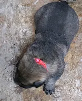 Drax, a male German Shepherd Dog for sale in Corry, PA – Photo 2 of 4