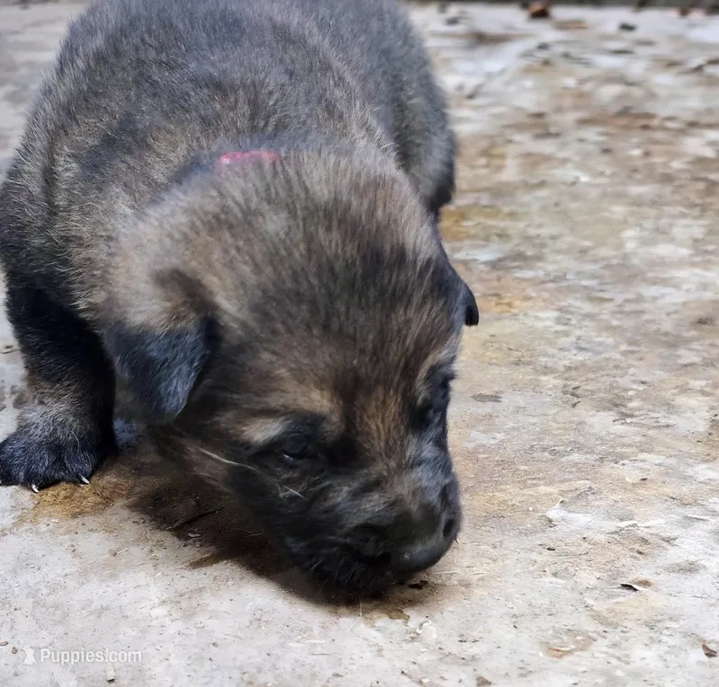 Drax – German Shepherd Dog puppy for sale in Corry, PA