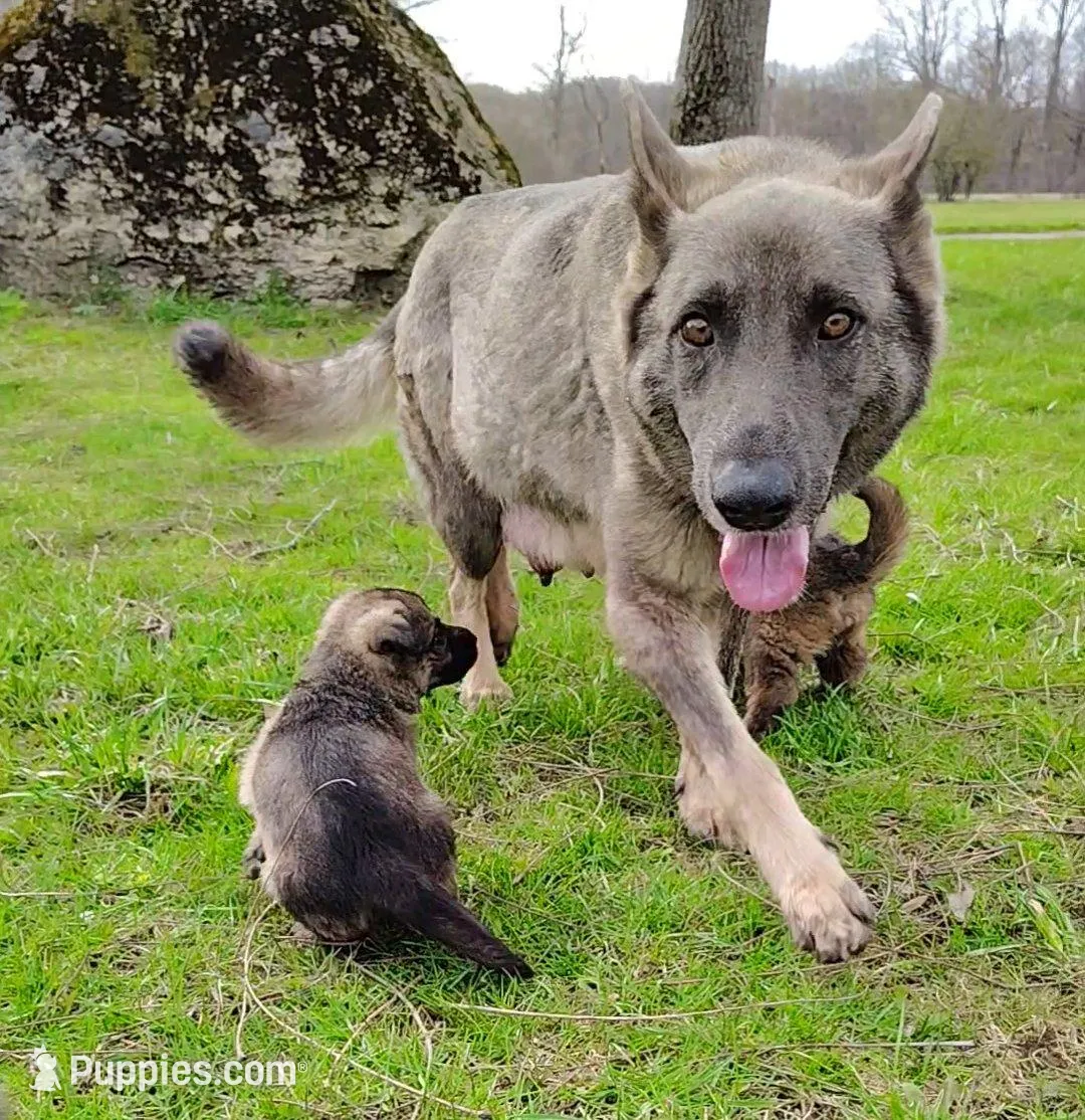 Darth Vada, a female German Shepherd Dog for sale in Corry, PA – Photo 7 of 7