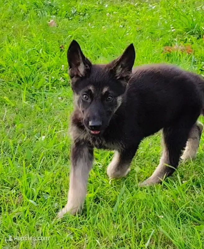 Luke – German Shepherd Dog puppy for sale in Corry, PA