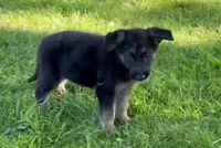 Luke, a male German Shepherd Dog for sale in Corry, PA – 5 of 5