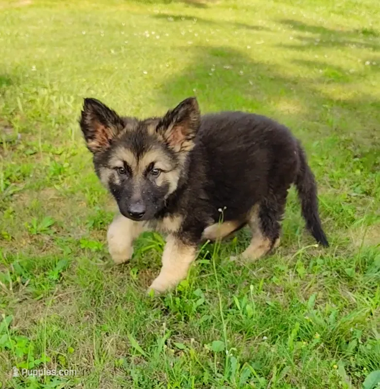 Carl – German Shepherd Dog puppy for sale in Corry, PA