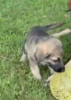 Gemma, a female German Shepherd Dog for sale in Corry, PA – 3 of 4