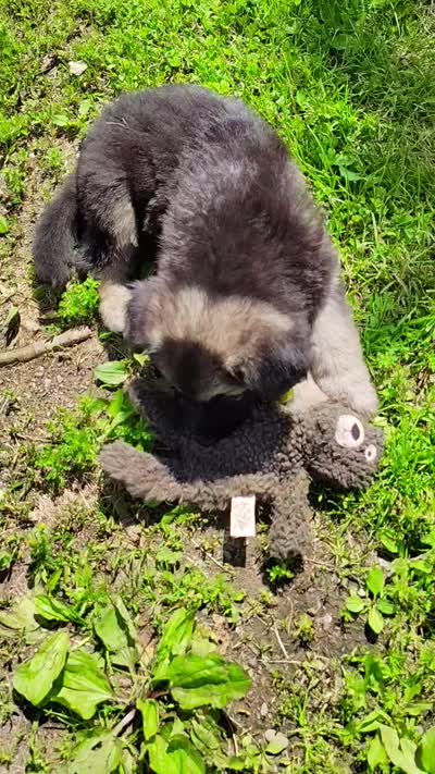 Carl, a male German Shepherd Dog for sale in Corry, PA – 5 of 5