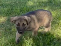 Gemma, a female German Shepherd Dog for sale in Corry, PA – 2 of 4