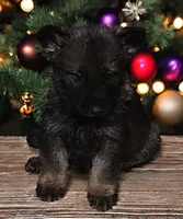 Titan, a male German Shepherd Dog for sale in Corry, PA – Photo 1 of 7