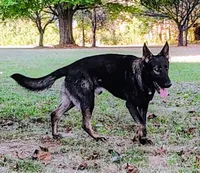 Titan, a male German Shepherd Dog for sale in Corry, PA – Photo 7 of 7
