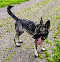Titan, a male German Shepherd Dog for sale in Corry, PA – Photo 6 of 7