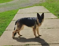 Percy, a male German Shepherd Dog for sale in Corry, PA – 4 of 4