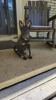 Tyson, a male German Shepherd Dog for sale in Corry, PA – 1 of 1