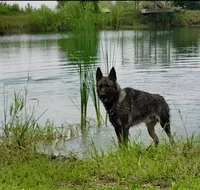 Rex, a male German Shepherd Dog for sale in Corry, PA – 3 of 4