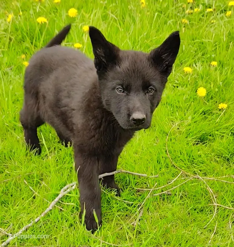 Darth Vada, a female German Shepherd Dog for sale in Corry, PA – Photo 1 of 7