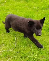 Darth Vada, a female German Shepherd Dog for sale in Corry, PA – Photo 3 of 7