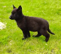 Darth Vada, a female German Shepherd Dog for sale in Corry, PA – Photo 6 of 7