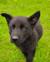 Darth Vada, a female German Shepherd Dog for sale in Corry, PA – Photo 2 of 7