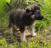 Crunchy Roll, a male German Shepherd Dog for sale in Corry, PA – 4 of 4