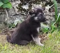 Crunchy Roll, a male German Shepherd Dog for sale in Corry, PA – 1 of 4
