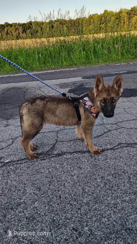 Ahsoka – German Shepherd Dog puppy for sale in Corry, PA
