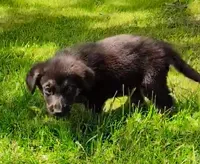 Luke, a male German Shepherd Dog for sale in Corry, PA – 4 of 5