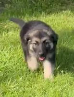 Carl, a male German Shepherd Dog for sale in Corry, PA – 3 of 5