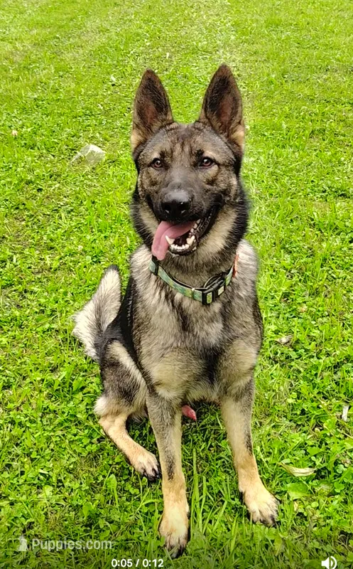 Rex – German Shepherd Dog puppy for sale in Corry, PA