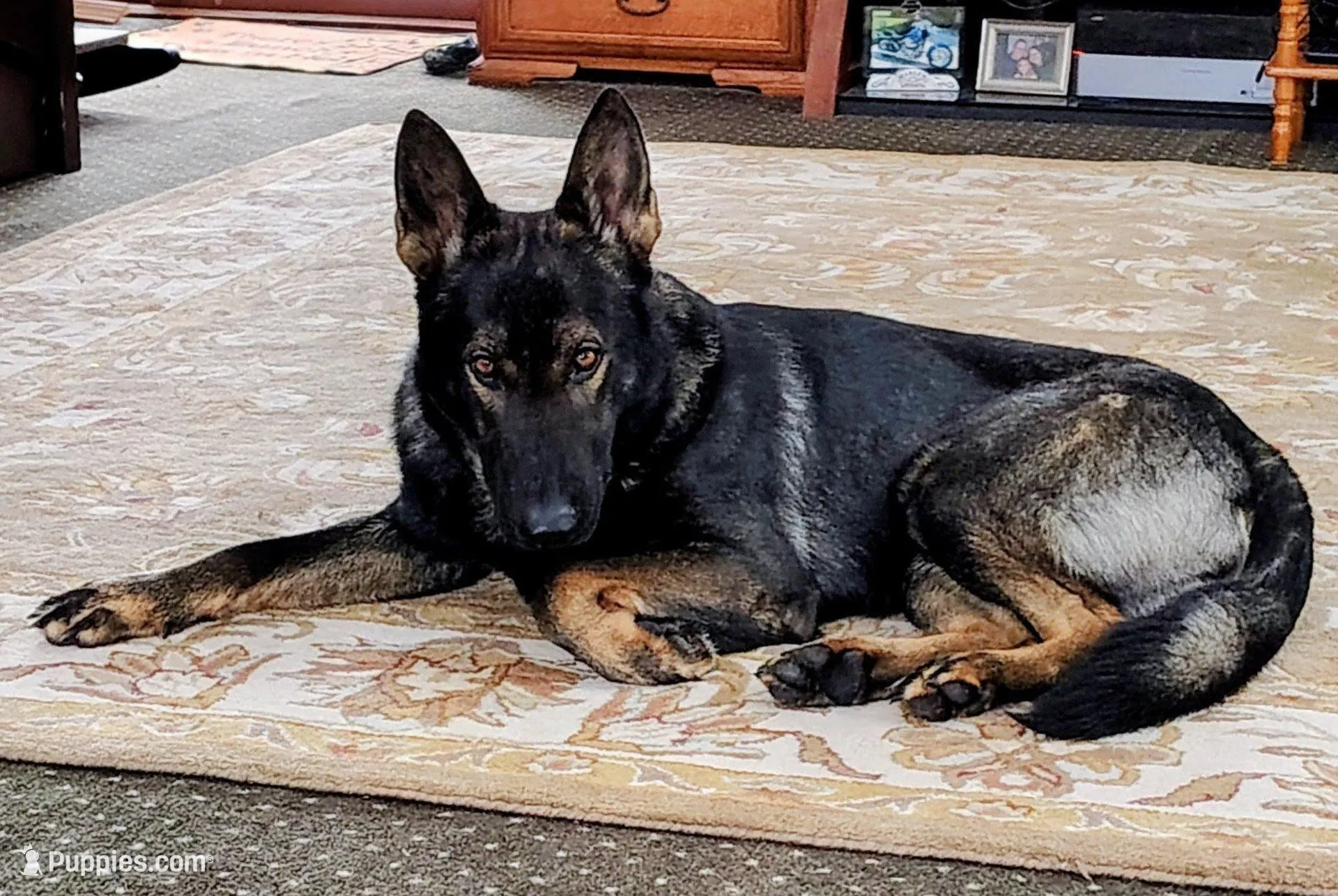Chewy, a male German Shepherd Dog for sale in Corry, PA – Photo 5 of 8
