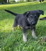 Crunchy Roll, a male German Shepherd Dog for sale in Corry, PA – 3 of 4