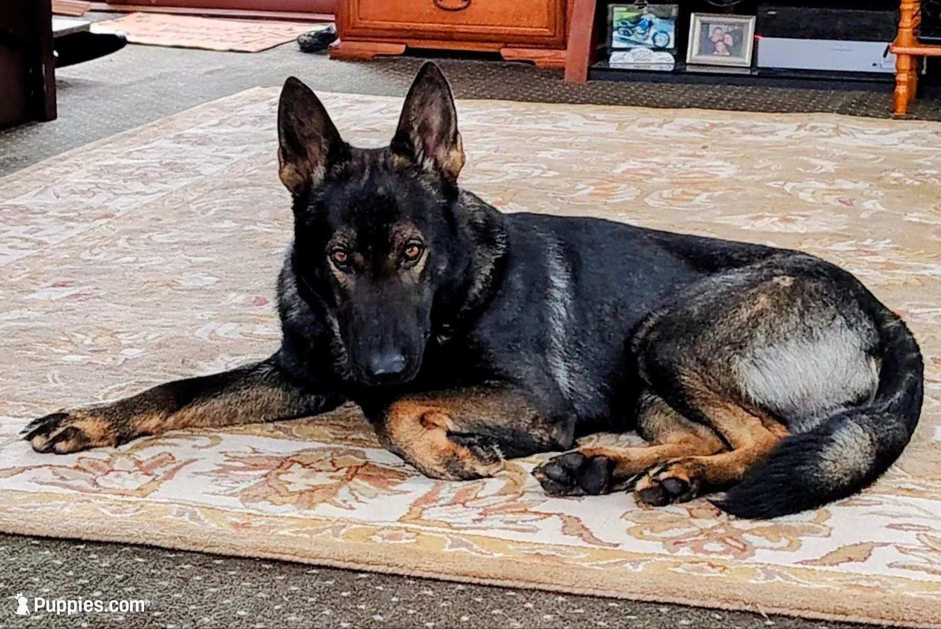 Obi, a male German Shepherd Dog for sale in Corry, PA – Photo 7 of 8