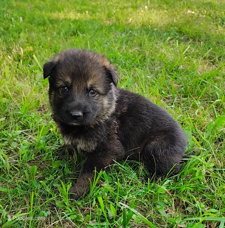 Toby – German Shepherd Dog puppy for sale in Corry, PA