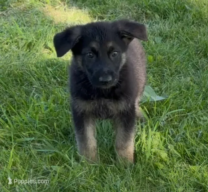Luke, a male German Shepherd Dog for sale in Corry, PA – 1 of 5