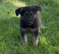 Luke, a male German Shepherd Dog for sale in Corry, PA – 1 of 5