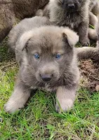 Obi, a male German Shepherd Dog for sale in Corry, PA – Photo 2 of 8