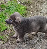 Obi, a male German Shepherd Dog for sale in Corry, PA – Photo 4 of 8
