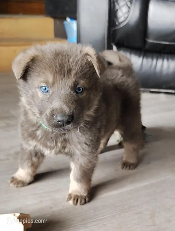 Obi – German Shepherd Dog puppy for sale in Corry, PA