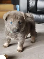 Obi, a male German Shepherd Dog for sale in Corry, PA – Photo 1 of 8