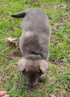 Obi, a male German Shepherd Dog for sale in Corry, PA – Photo 3 of 8