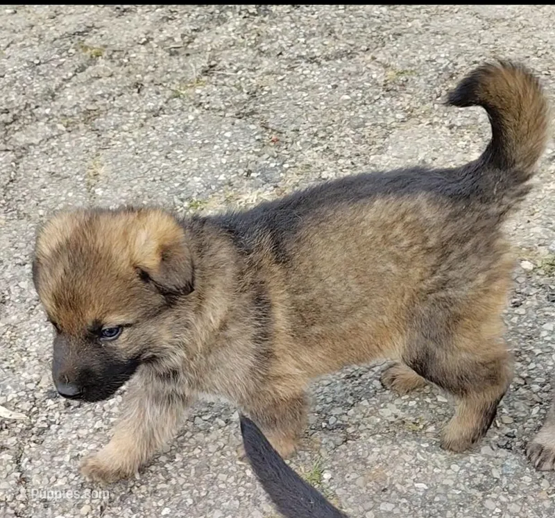 Ahsoka – German Shepherd Dog puppy for sale in Corry, PA