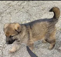 Ahsoka, a female German Shepherd Dog for sale in Corry, PA – Photo 4 of 8