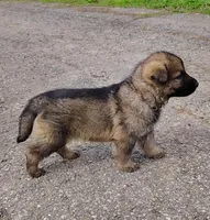 Ahsoka, a female German Shepherd Dog for sale in Corry, PA – Photo 2 of 8