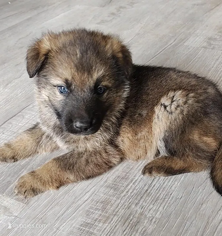 Ahsoka – German Shepherd Dog puppy for sale in Corry, PA